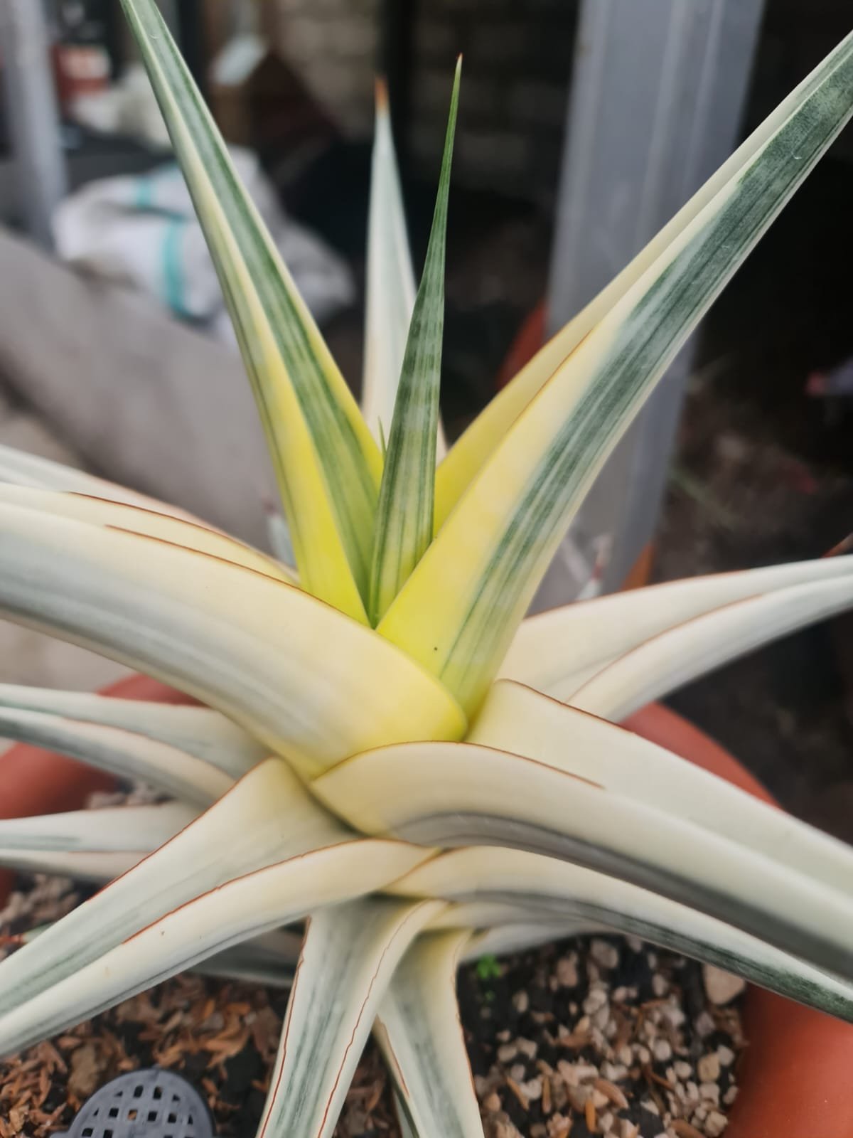 1703. Sansevieria Snow White - Image 2