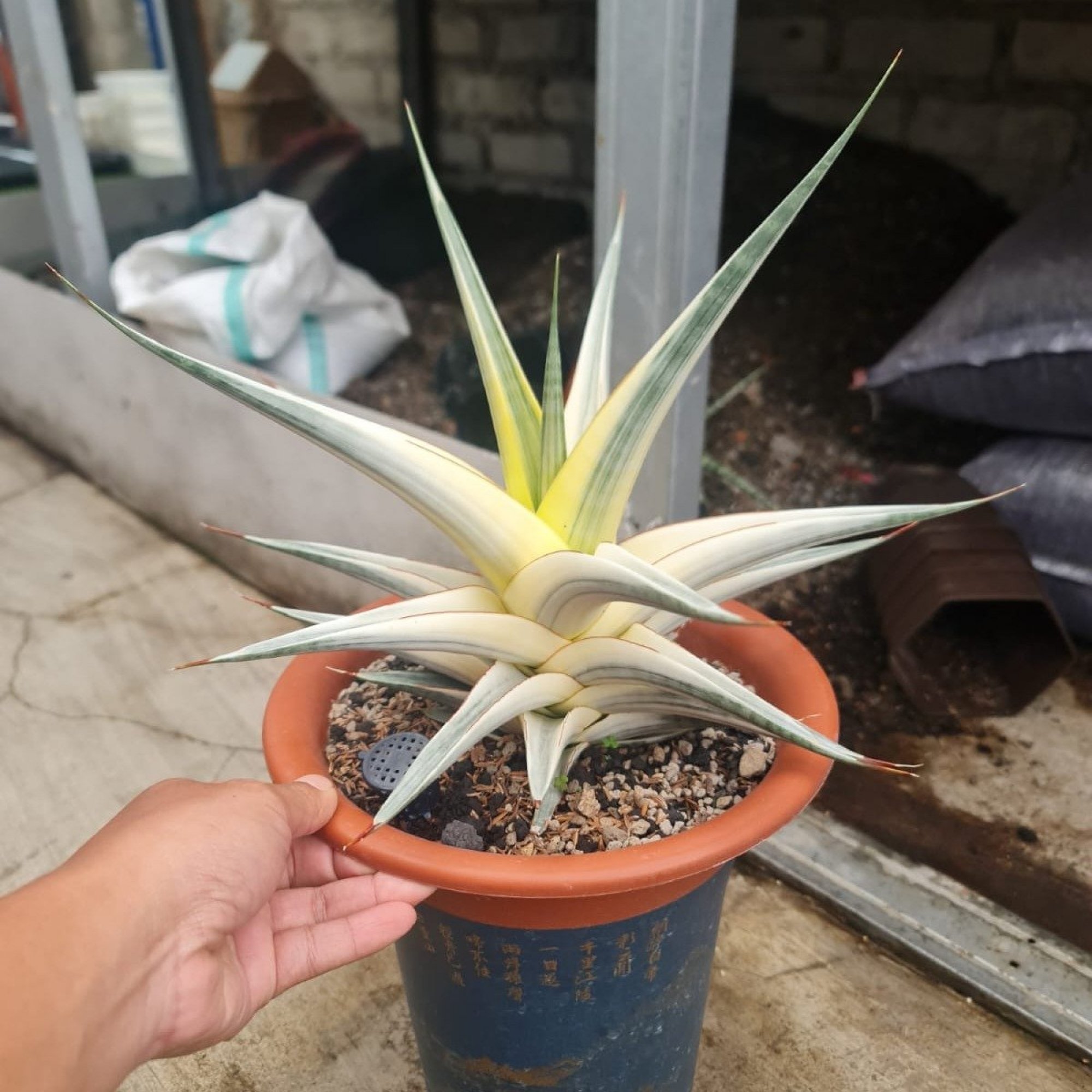 1703. Sansevieria Snow White