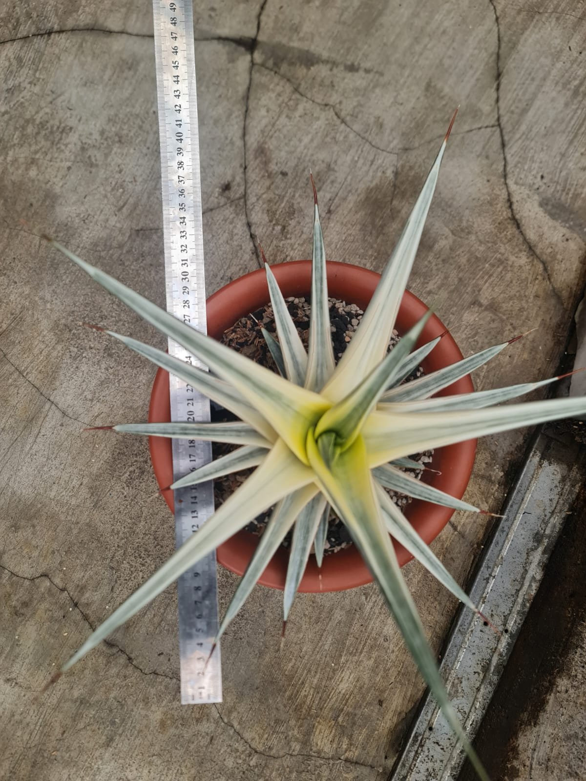 1703. Sansevieria Snow White - Image 4