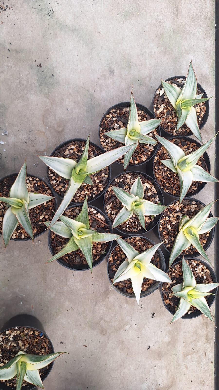 1156. Sansevieria Snow White Size 10 Cm - Image 20
