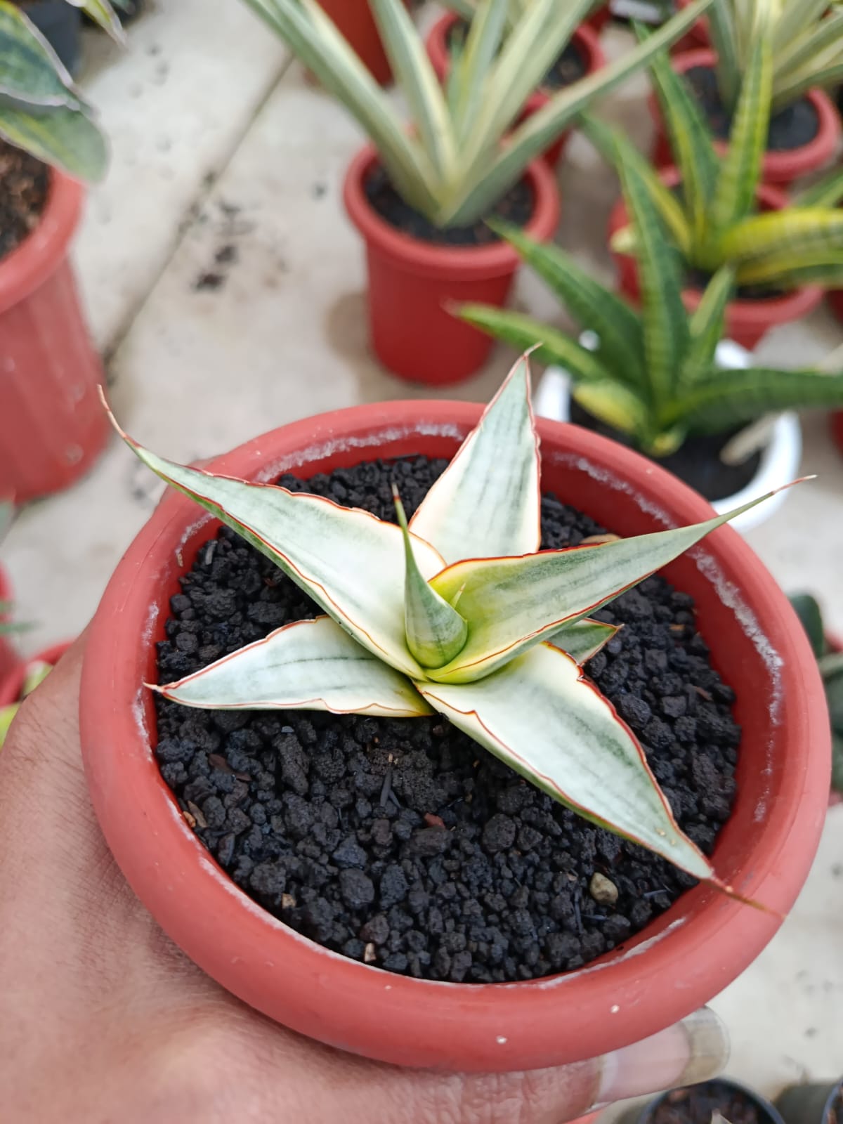 1156. Sansevieria Snow White Size 10 Cm - Image 19