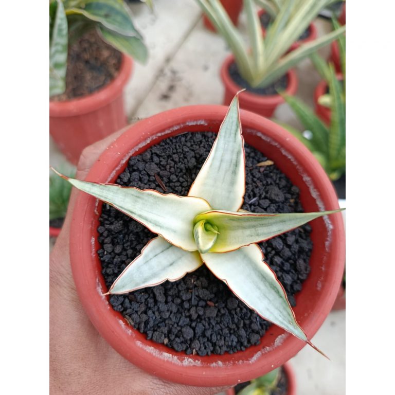 1156. Sansevieria Snow White Size 10 Cm