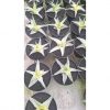 1556. Sansevieria Snow White Size 12 Cm