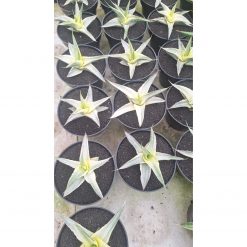 1556. Sansevieria Snow White Size 12 Cm