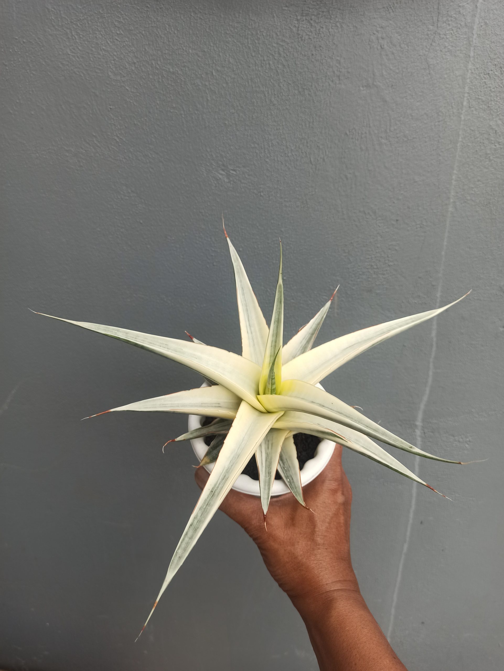 1452. Sansevieria Snow White Size 20 Cm - Image 2