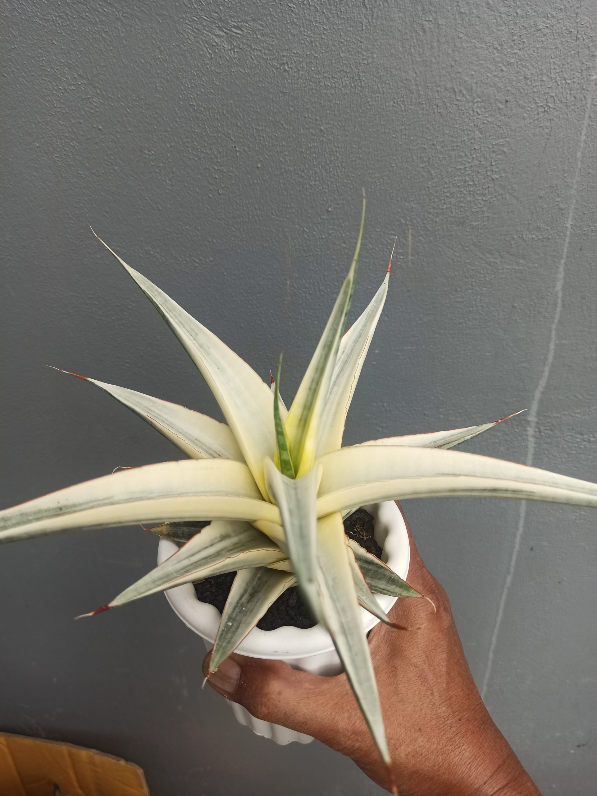 1452. Sansevieria Snow White Size 20 Cm - Image 3