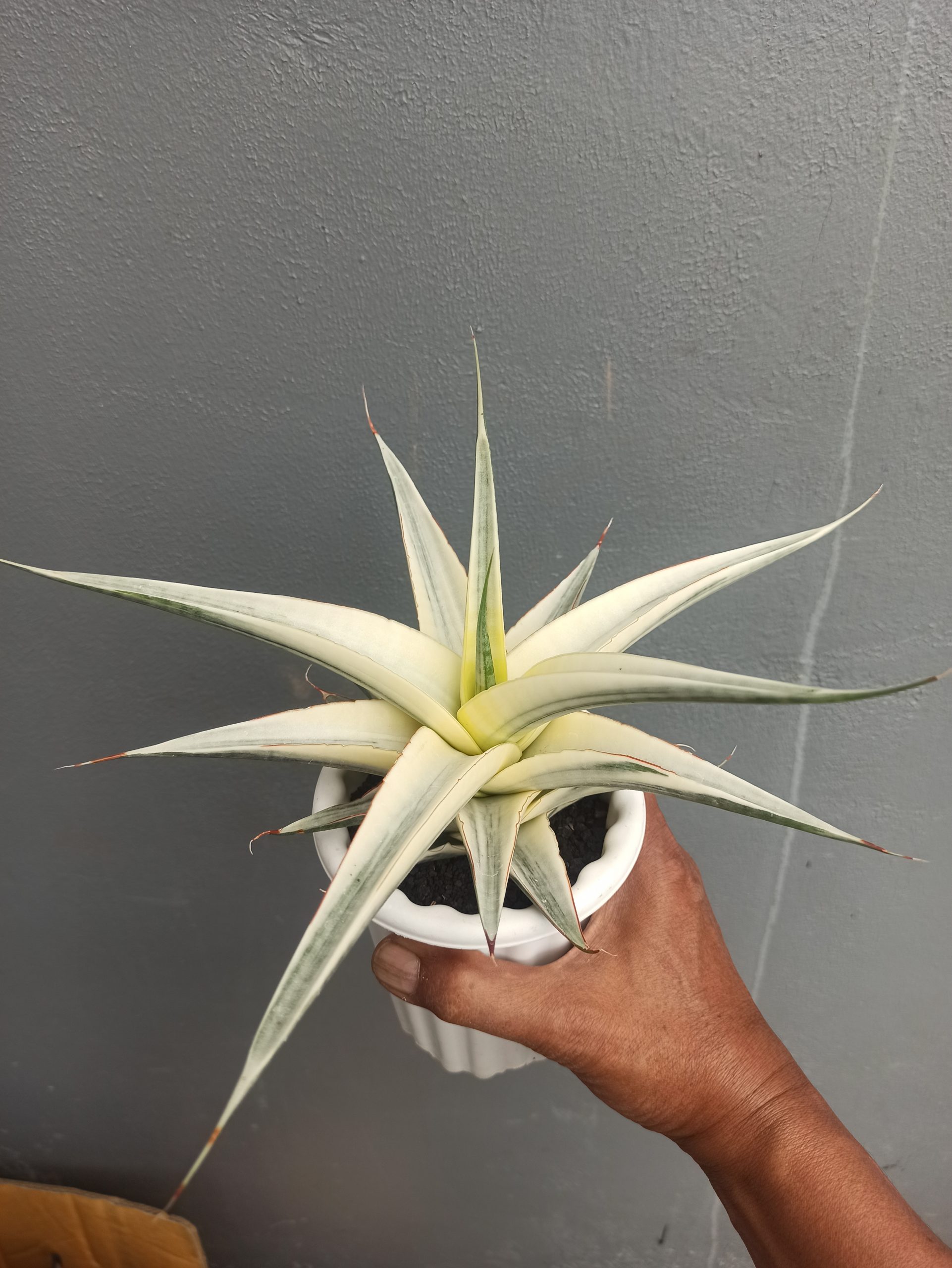 1452. Sansevieria Snow White Size 20 Cm - Image 4