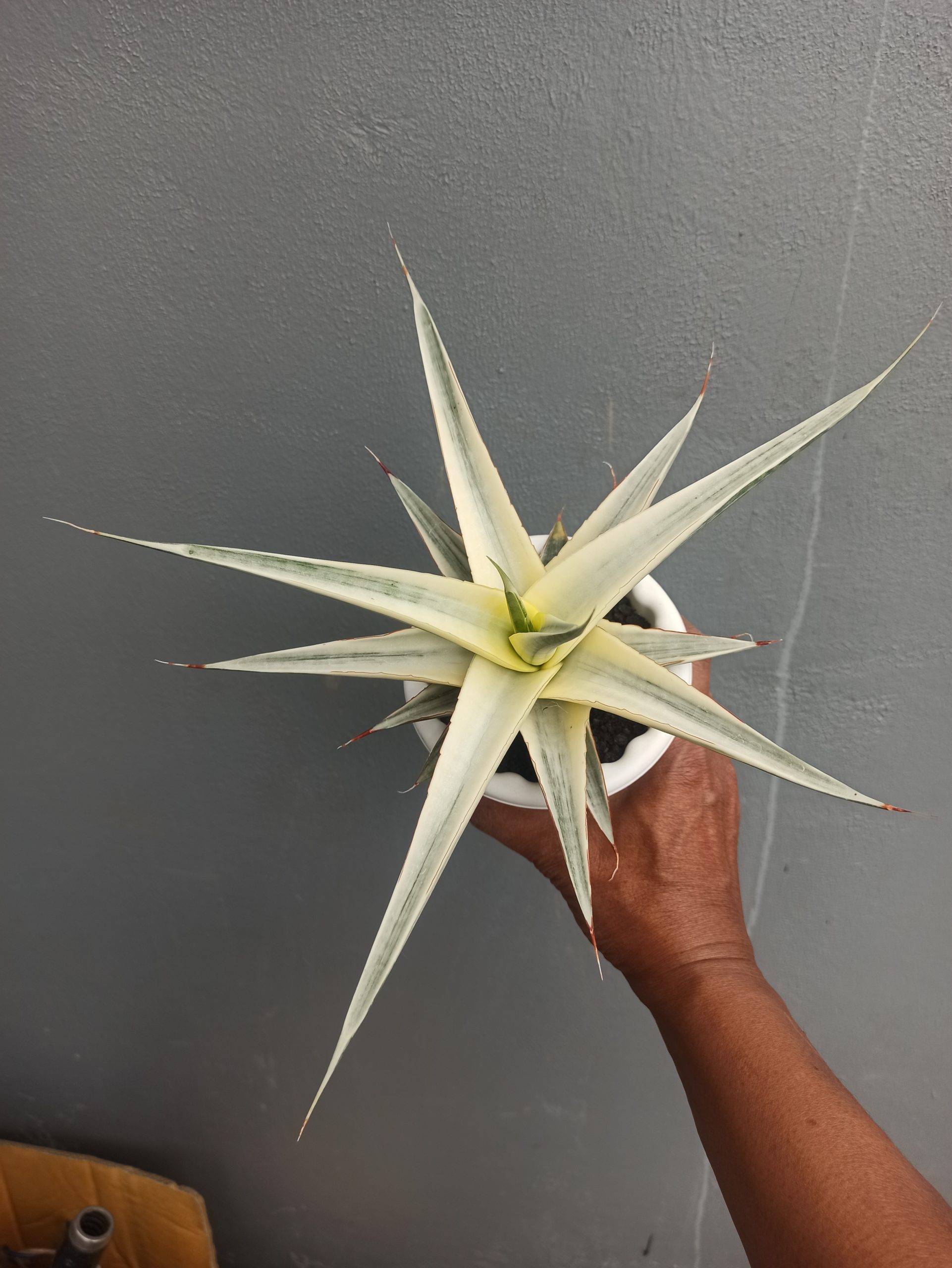 1452. Sansevieria Snow White Size 20 Cm - Image 5