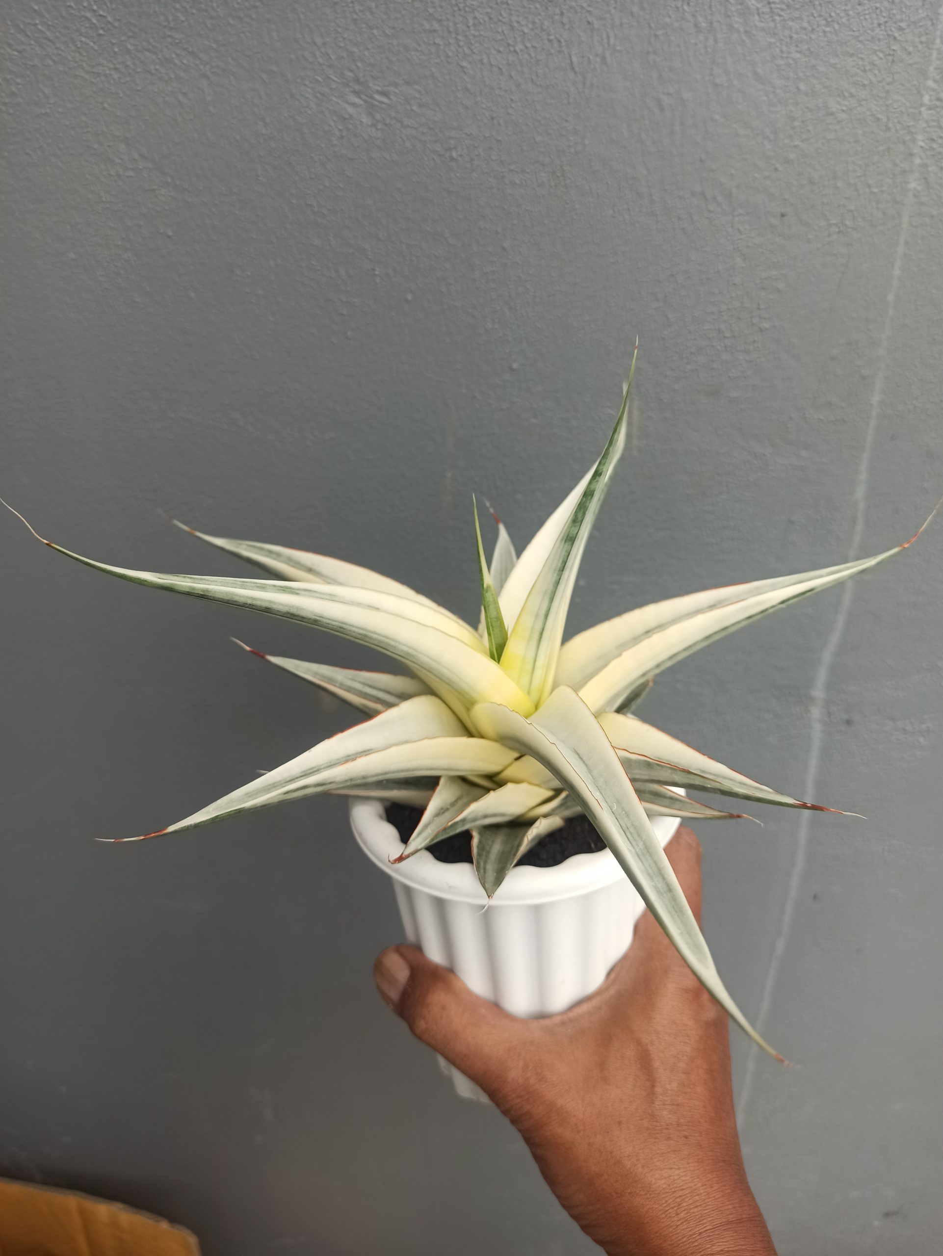 1452. Sansevieria Snow White Size 20 Cm - Image 6