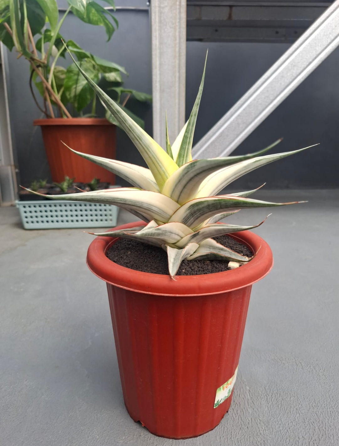 1457. Sansevieria Snow White Size 30 Cm - Image 2