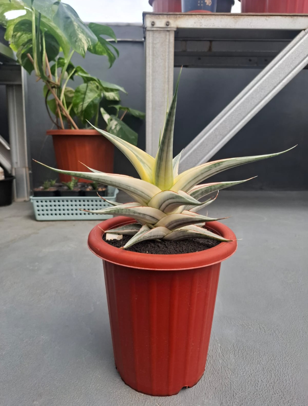 1457. Sansevieria Snow White Size 30 Cm - Image 3