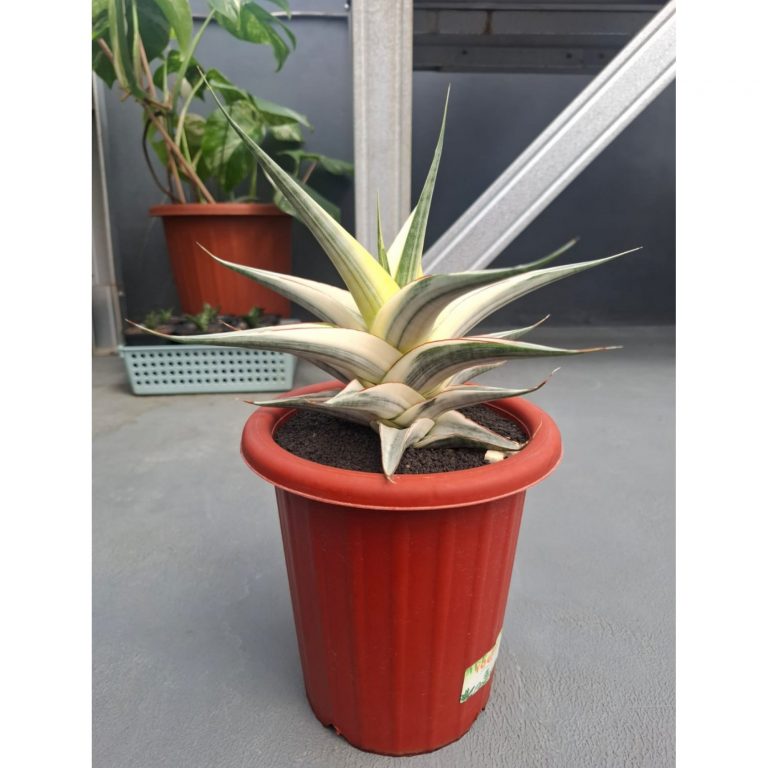 1457. Sansevieria Snow White Size 30 Cm