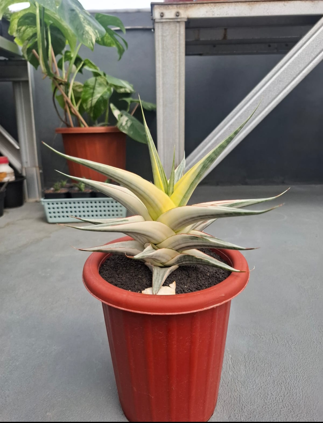 1457. Sansevieria Snow White Size 30 Cm - Image 4