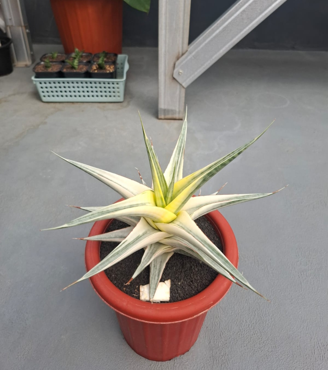 1457. Sansevieria Snow White Size 30 Cm - Image 6
