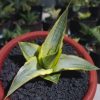 2263. Sansevieria Snowhite