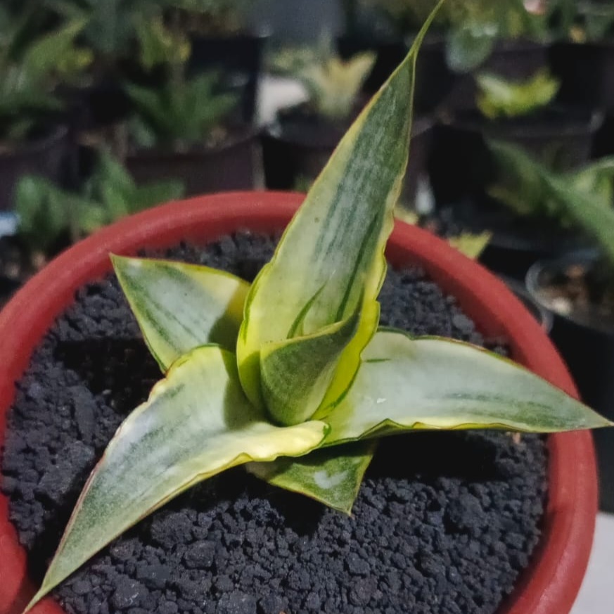 2263. Sansevieria Snowhite