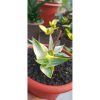2263. Sansevieria Snowhite( Kid Only)