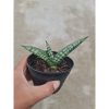 1494. Sansevieria Spartagus