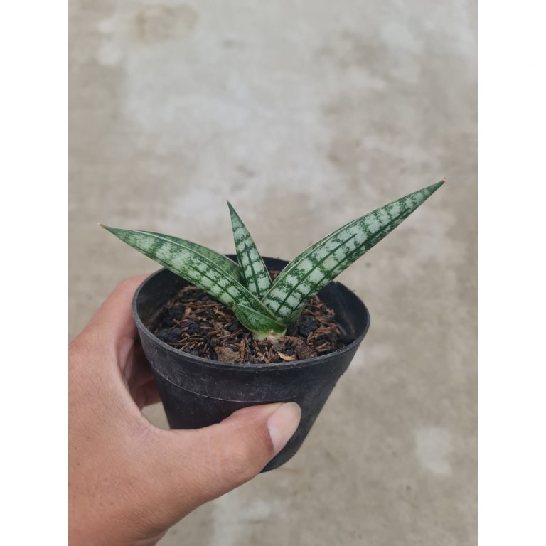 1494. Sansevieria Spartagus