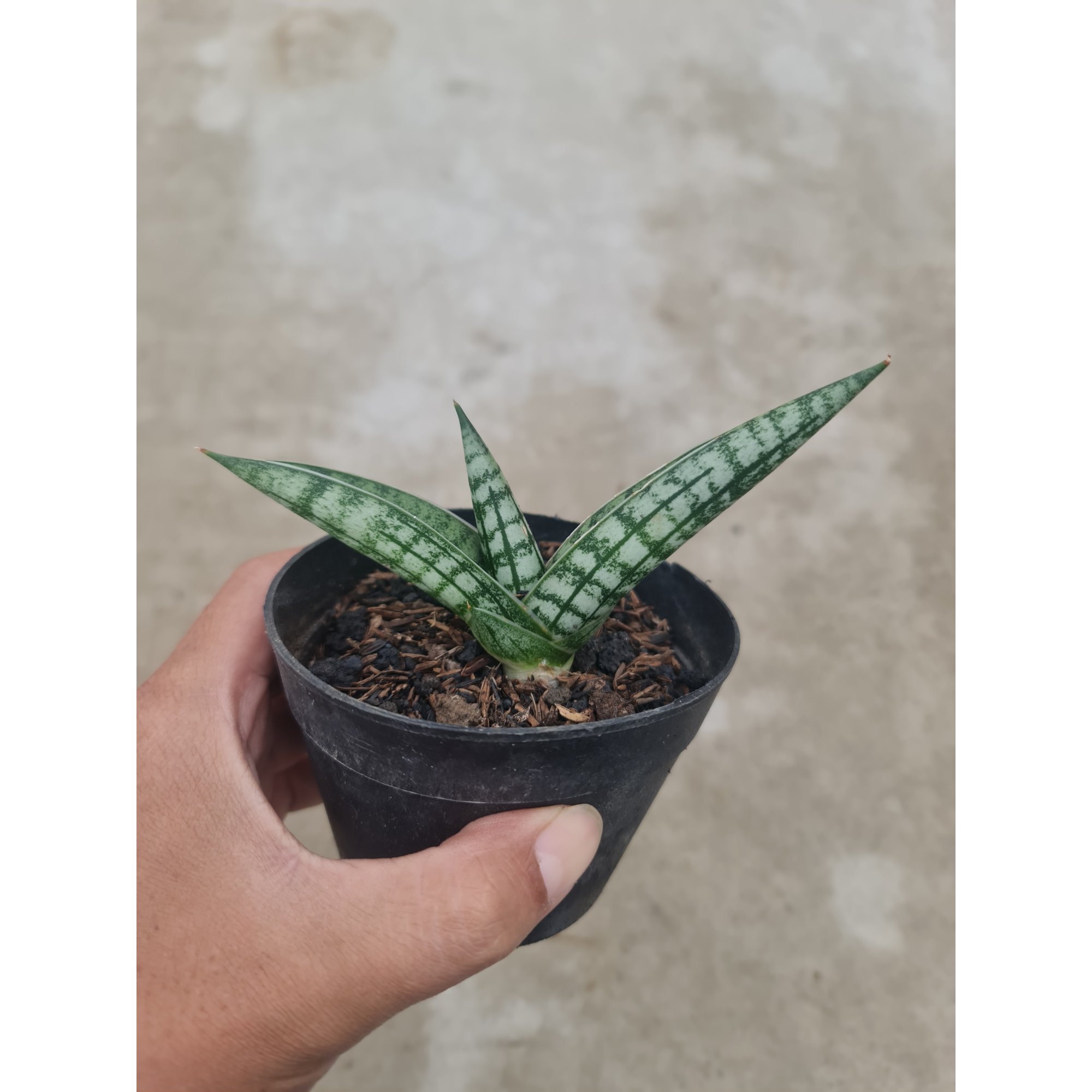 1494. Sansevieria Spartagus
