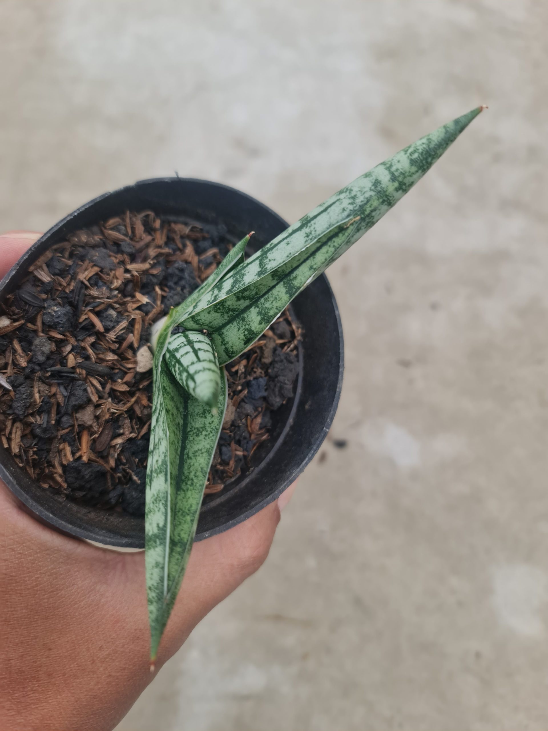 1494. Sansevieria Spartagus - Image 2