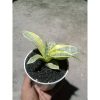 1881. Sansevieria Spider Variegated