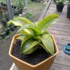 1838. Sansevieria Spyder Variegated ( Good Quality )