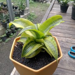 1838. Sansevieria Spyder Variegated ( Good Quality )