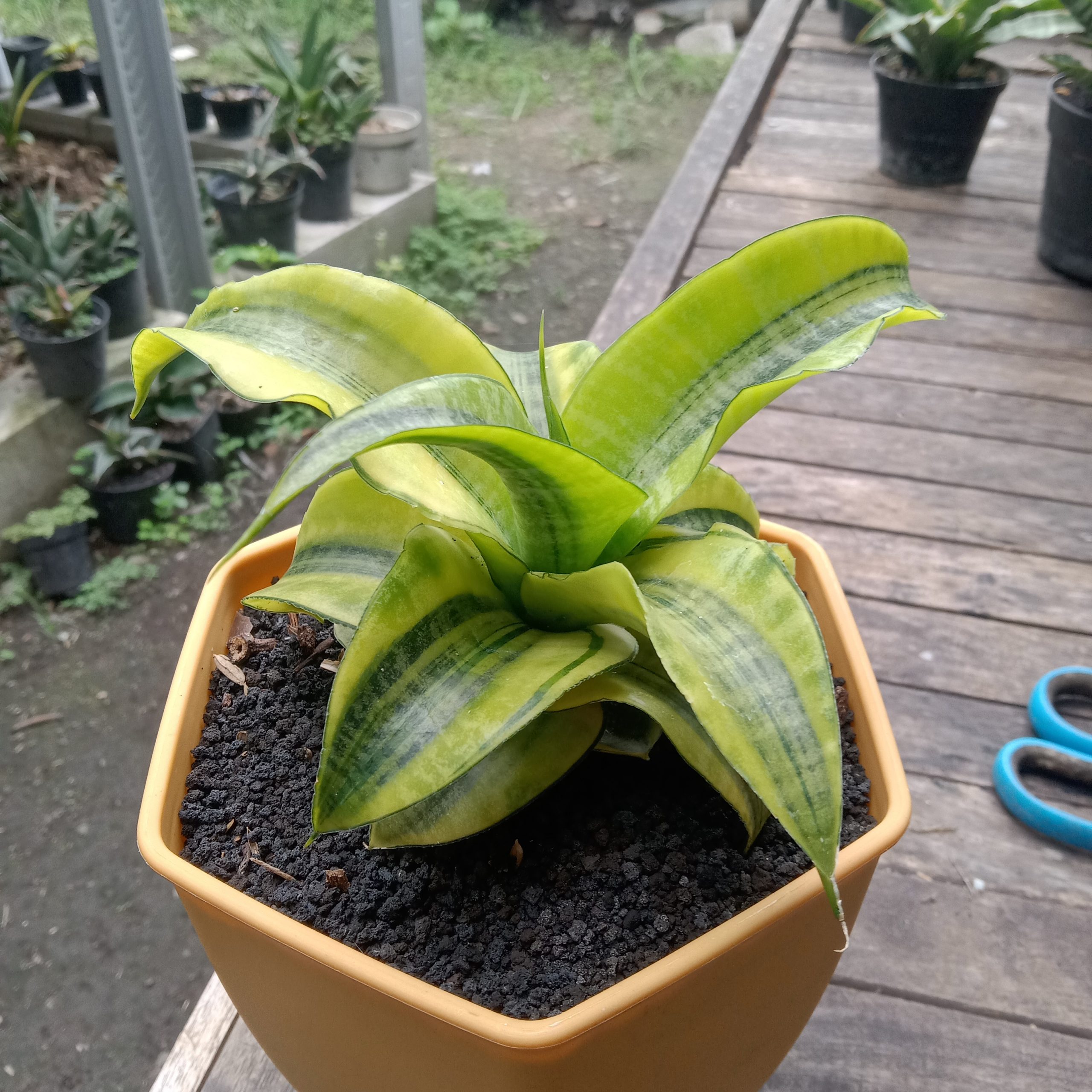 1838. Sansevieria Spyder Variegated ( Good Quality )