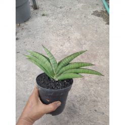 2100. Sansevieria Srikandi size 25 cm