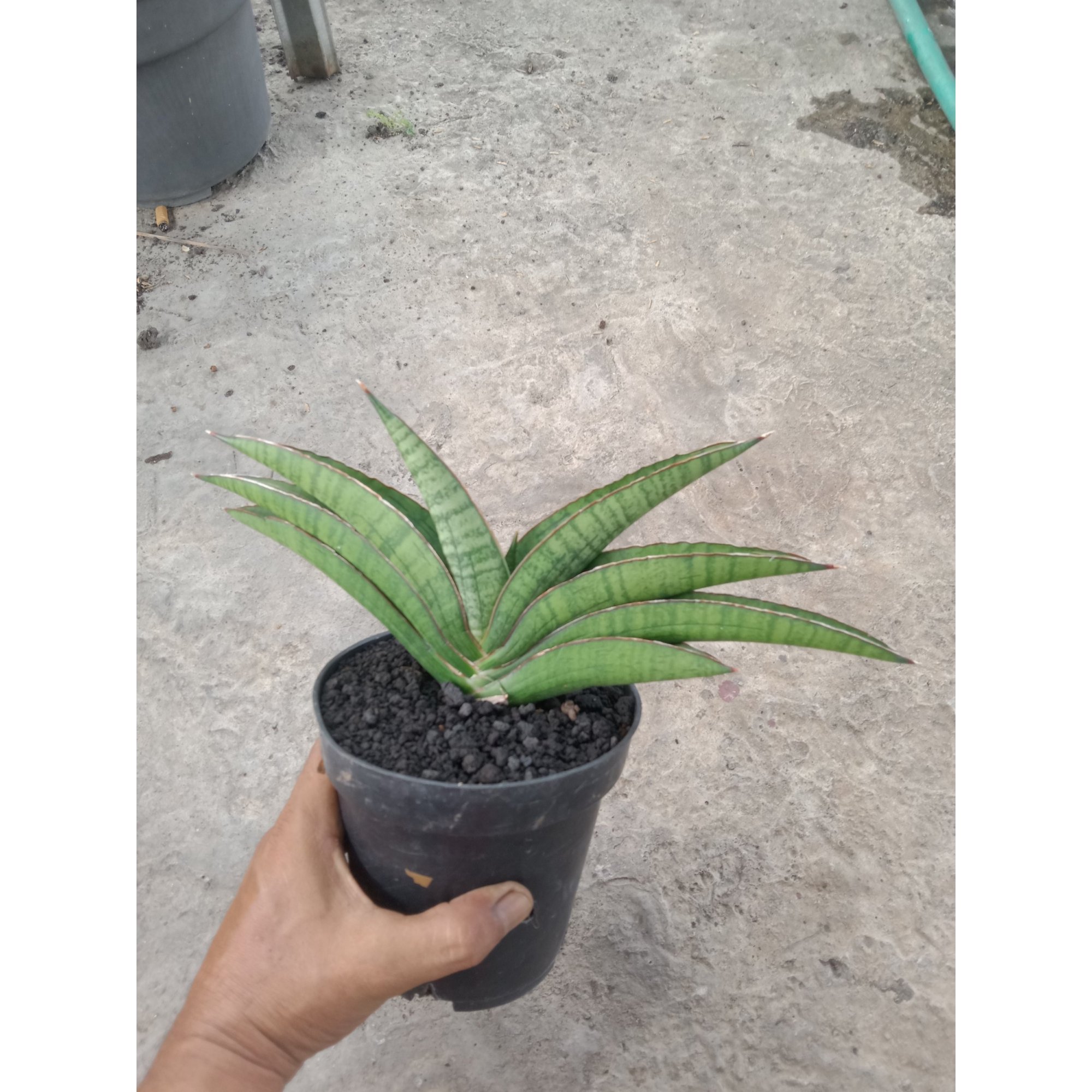 2100. Sansevieria Srikandi size 25 cm