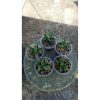 2153. Sansevieria Srikaton X Baltazar 5 Pcs