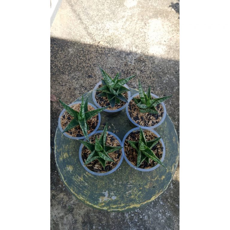 2153. Sansevieria Srikaton X Baltazar 5 Pcs