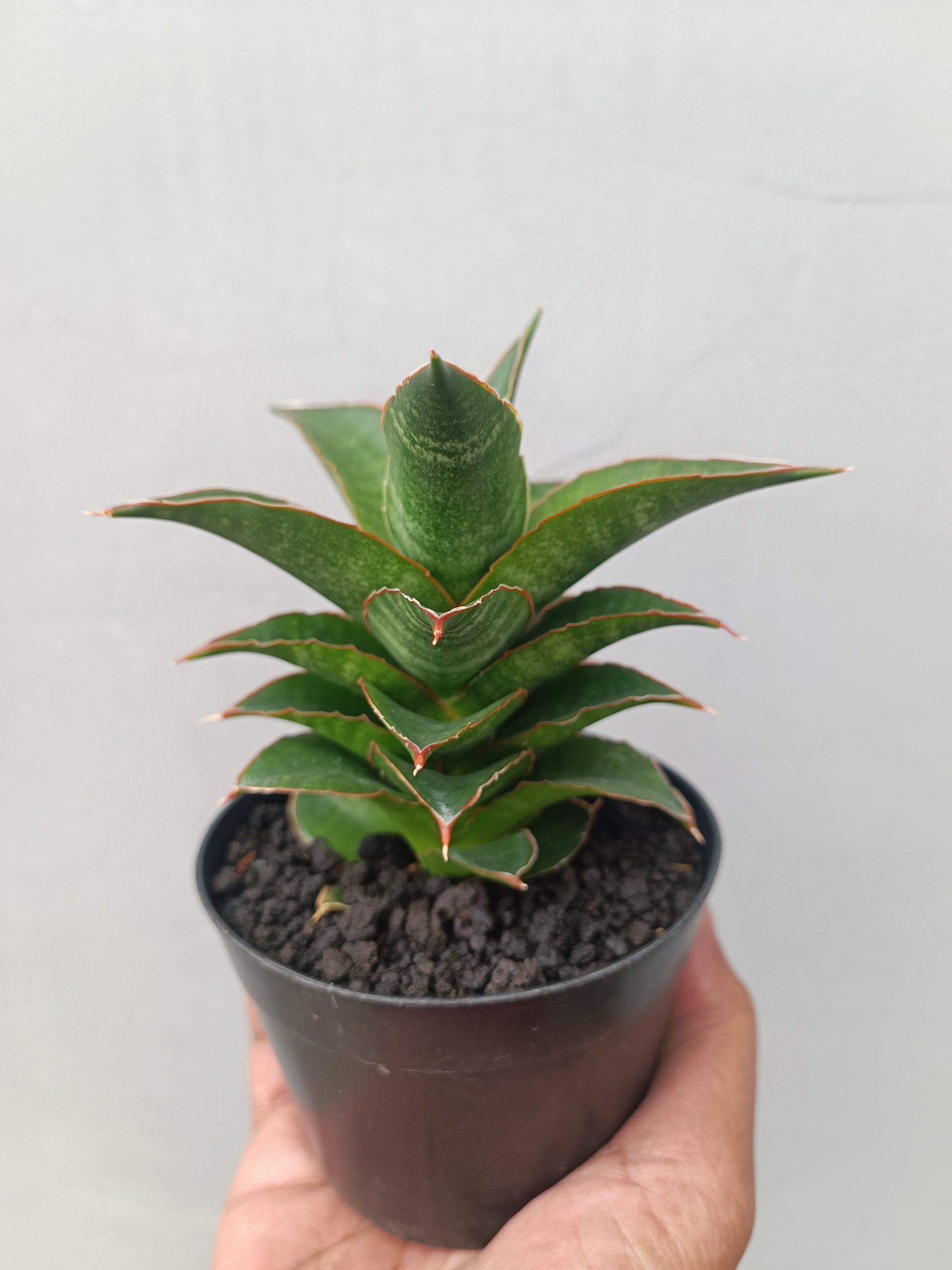 1661. Sansevieria Srirama - Image 2