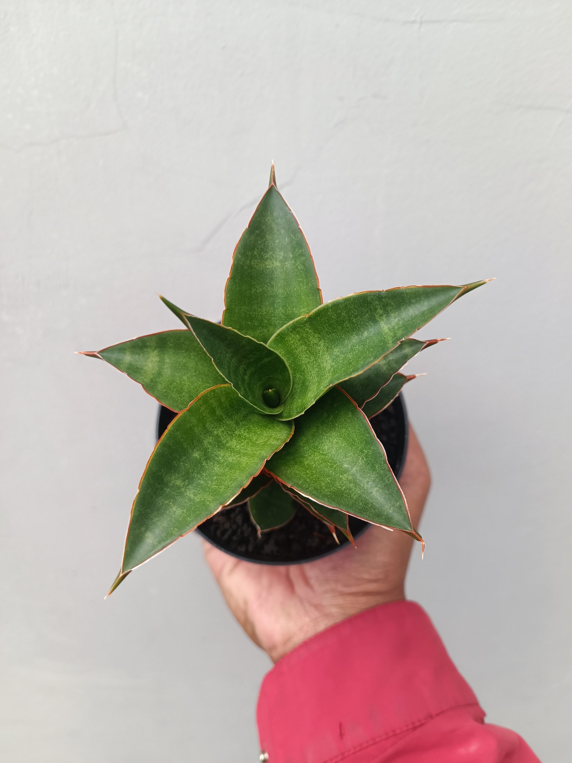 1661. Sansevieria Srirama - Image 3