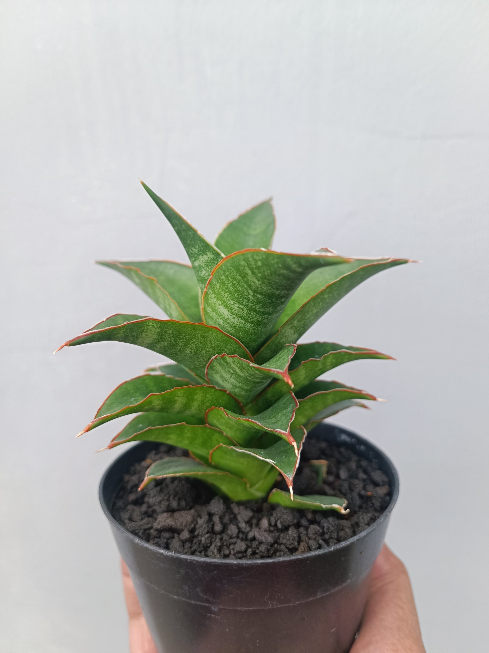 1661. Sansevieria Srirama - Image 4