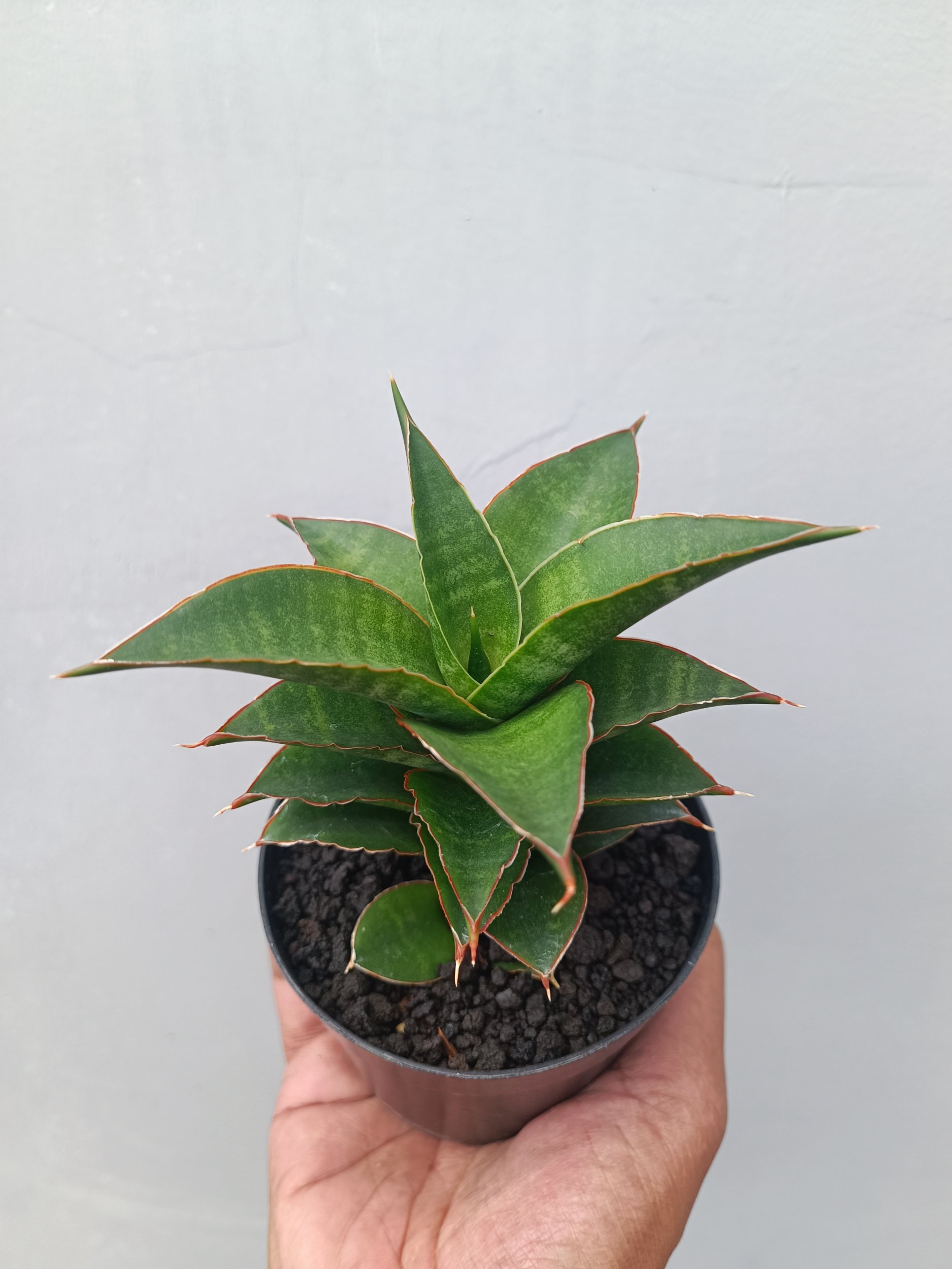 1661. Sansevieria Srirama - Image 5