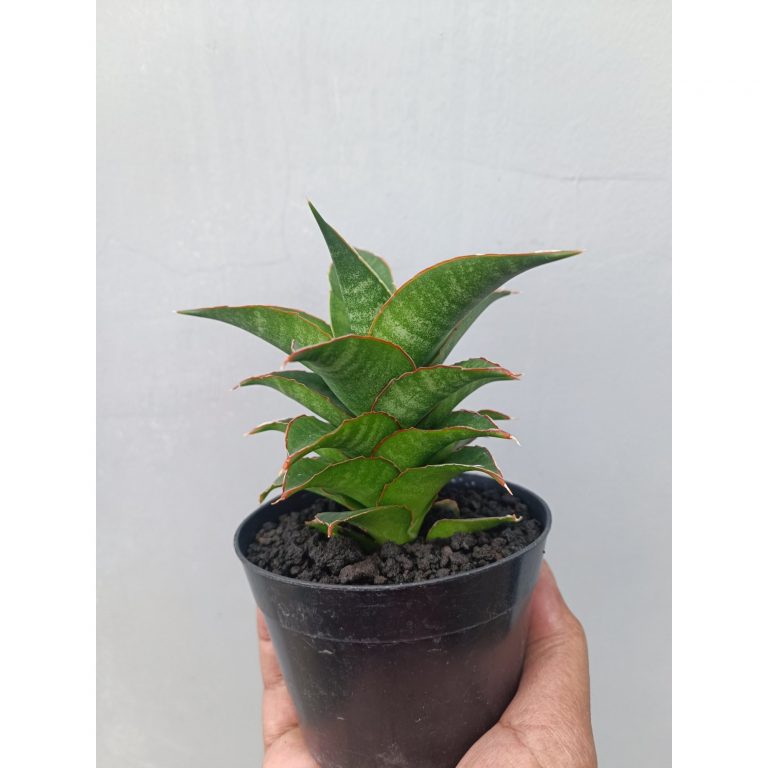 1661. Sansevieria Srirama