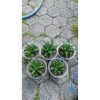 2139. Sansevieria Stargate 5 Pcs