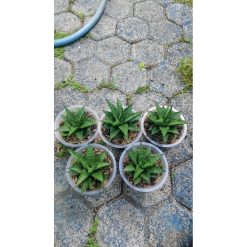 2139. Sansevieria Stargate 5 Pcs