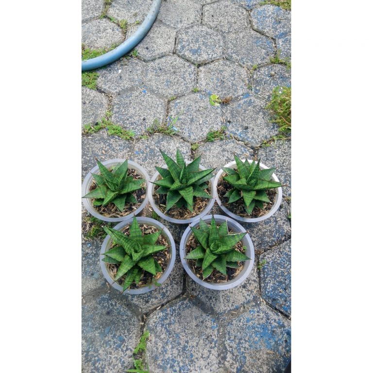 2139. Sansevieria Stargate 5 Pcs