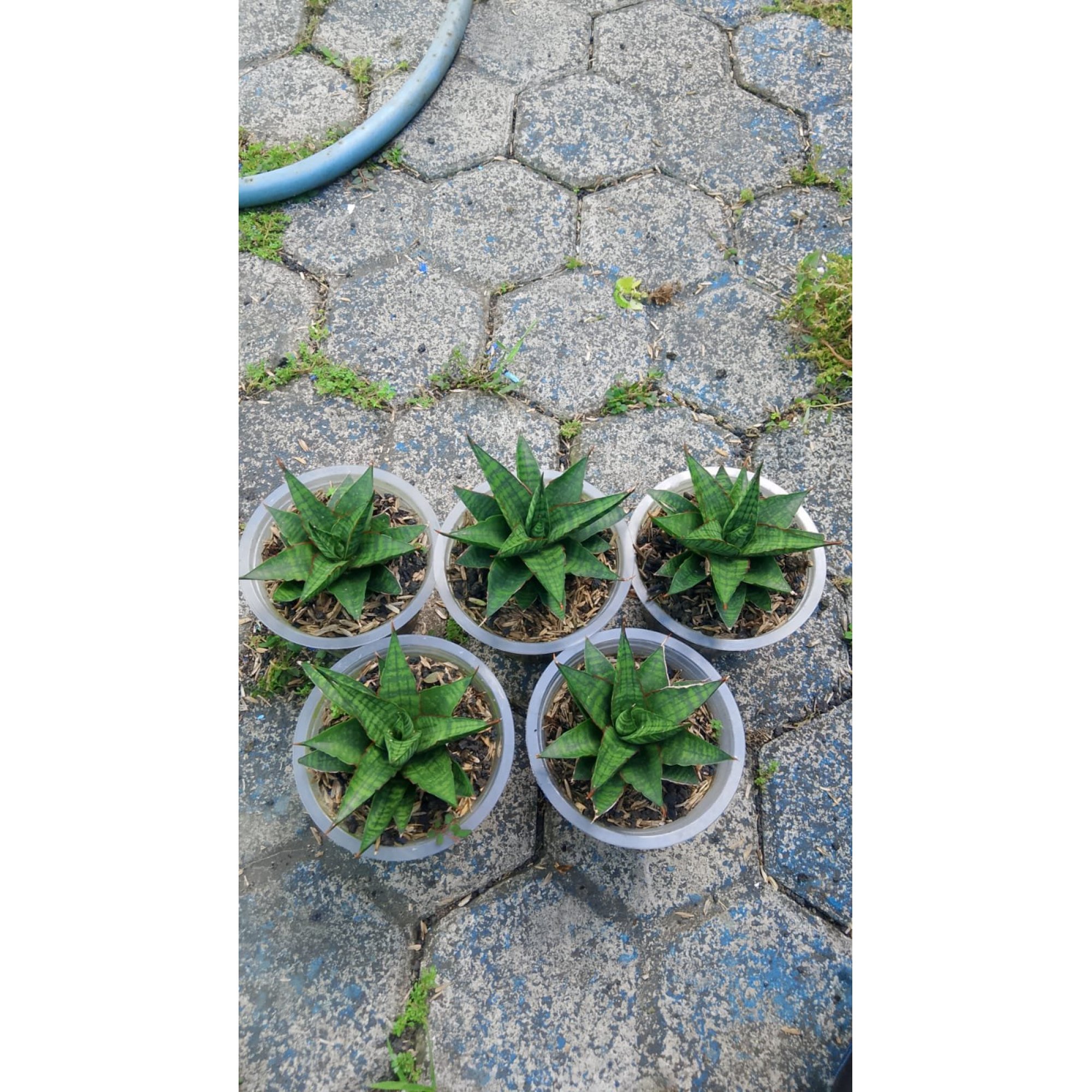 2139. Sansevieria Stargate 5 Pcs