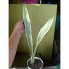 2224. Sansevieria Stoper ( Silver Lourenty )