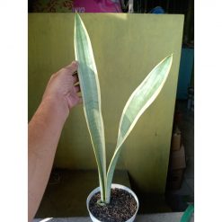 2224. Sansevieria Stoper ( Silver Lourenty )