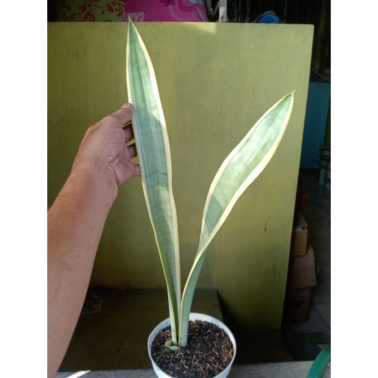2224. Sansevieria Stoper ( Silver Lourenty )