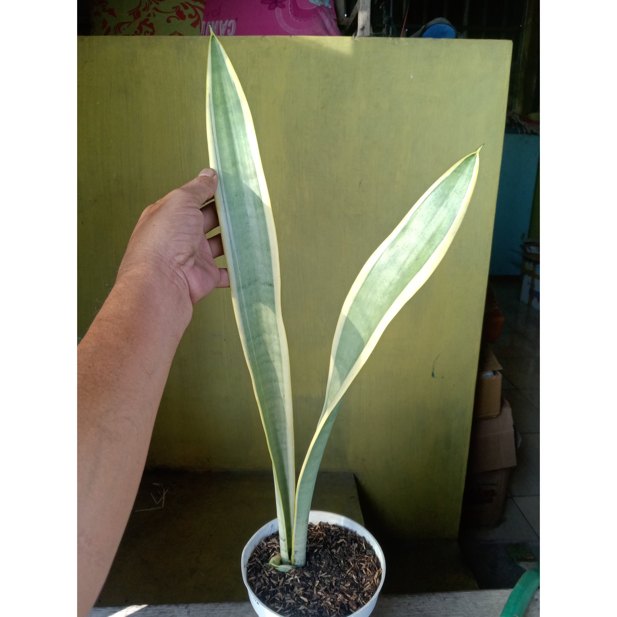 2224. Sansevieria Stoper ( Silver Lourenty )