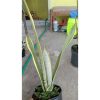 2224. Sansevieria Stoper ( Silver Lourenty )