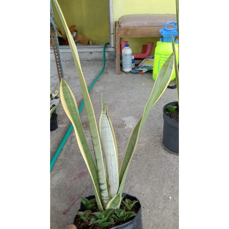 2224. Sansevieria Stoper ( Silver Lourenty )