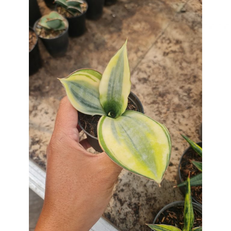 1573. Sansevieria Sudwala White Variegated