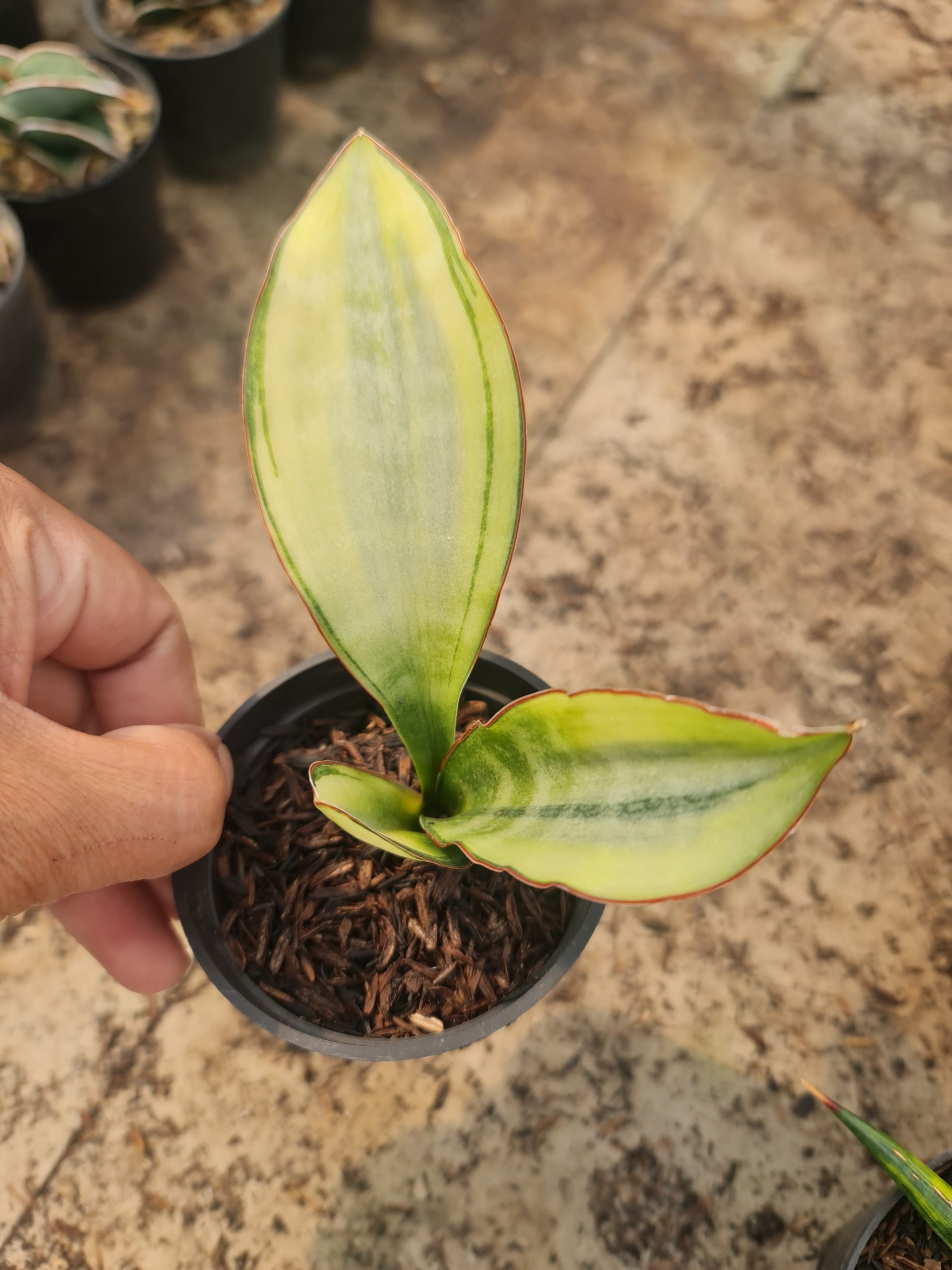 1573. Sansevieria Sudwala White Variegated - Image 2